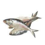 Ilish - Raidighi (500gm - 600gm) (1Pc)