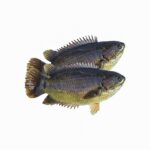 Desi Koi - Sundarbans (12-16 Pcs per Kg). (500gm)